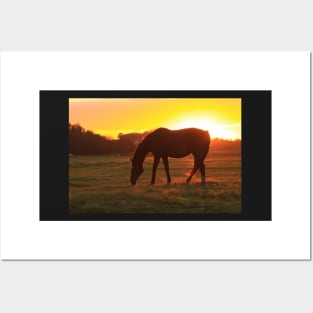 Horse at dawn Posters and Art